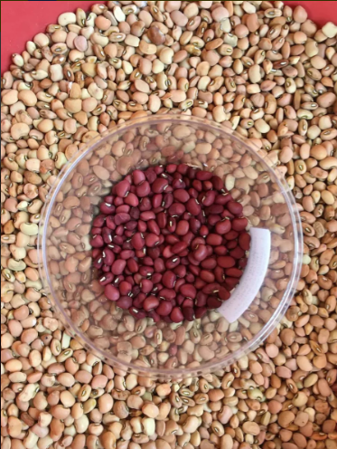 SEMILLA FRIJOL ROJO CUARENTANO