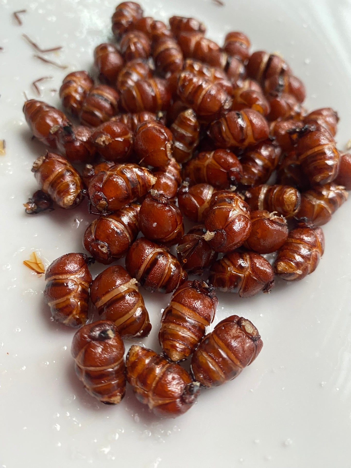 HORMIGAS CULONAS COLITAS PREMIUM