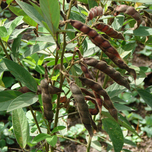 SEMILLA FRIJOL GUANDUL CAJANUS CAJAN