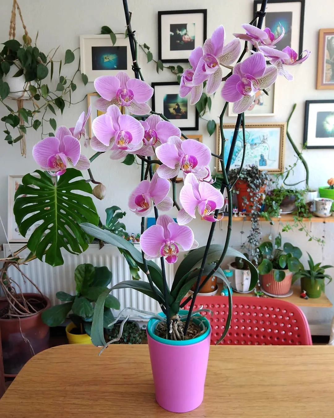 ORQUIDEA PHALAENOPSIS DE DOS VARAS