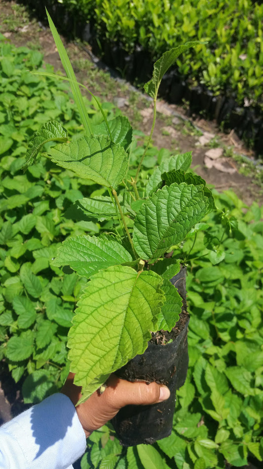 PLANTA FORESTAL GUAYACAN AMARILLO