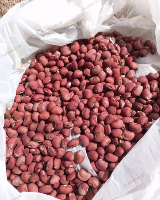 SEMILLA FRIJOL ROJO CUARENTANO