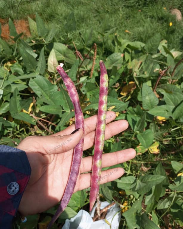 SEMILLA FRIJOL ROJO CUARENTANO