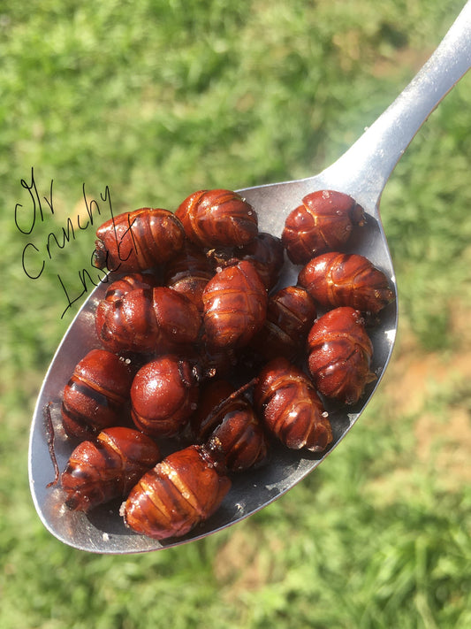 HORMIGAS CULONAS COLITAS PREMIUM
