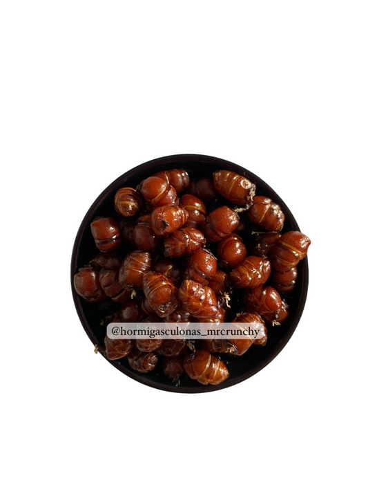 HORMIGAS CULONAS COLITAS PREMIUM
