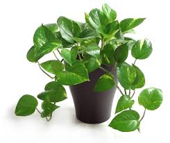 PLANTA MIAMI VERDE