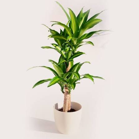 PLANTA TRONCO DE BRASIL