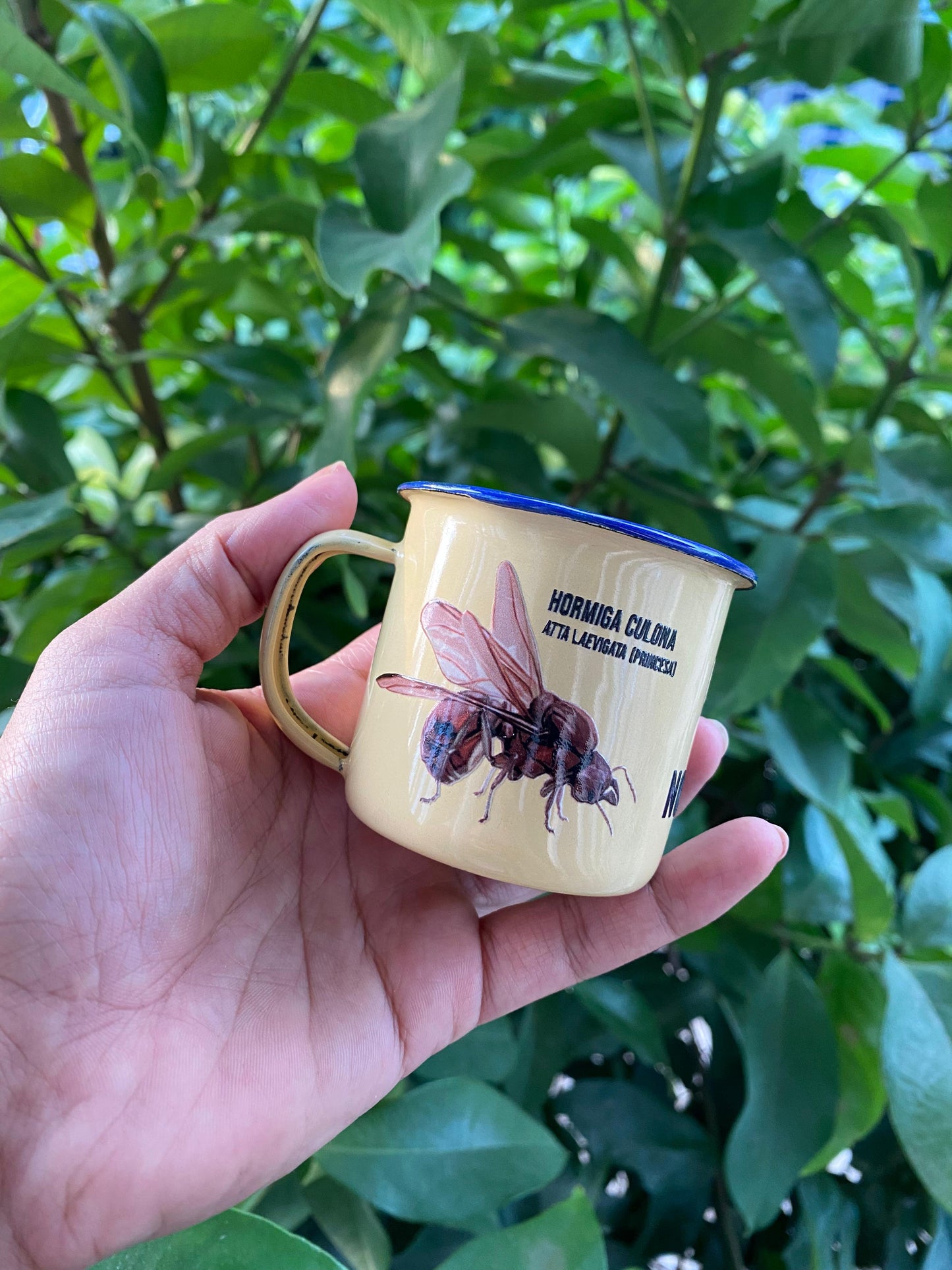 COLECCION CASANARE COLOMBIA