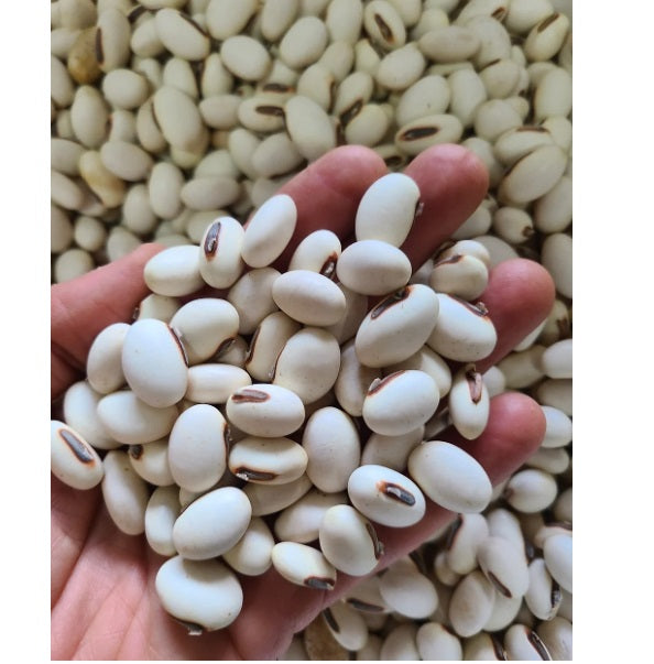 SEMILLA FRIJOL CANAVALIA CONTROL ARRIERA