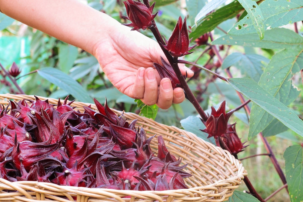 SEMILLAS ORGANICAS DE JAMAICA