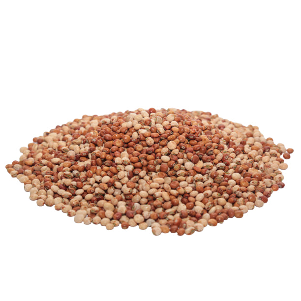SEMILLA FRIJOL GUANDUL CAJANUS CAJAN