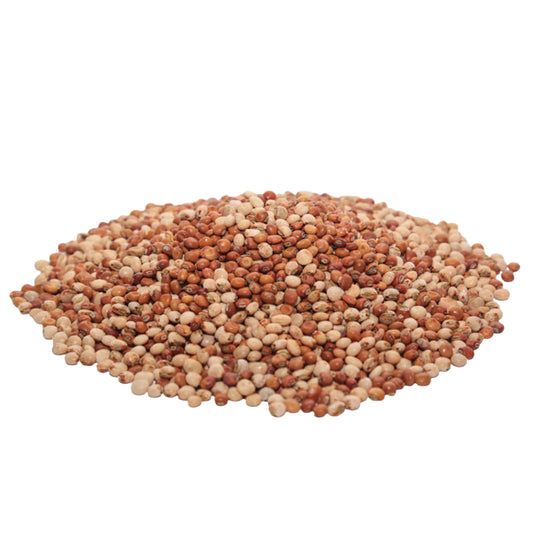 SEMILLA FRIJOL GUANDUL CAJANUS CAJAN